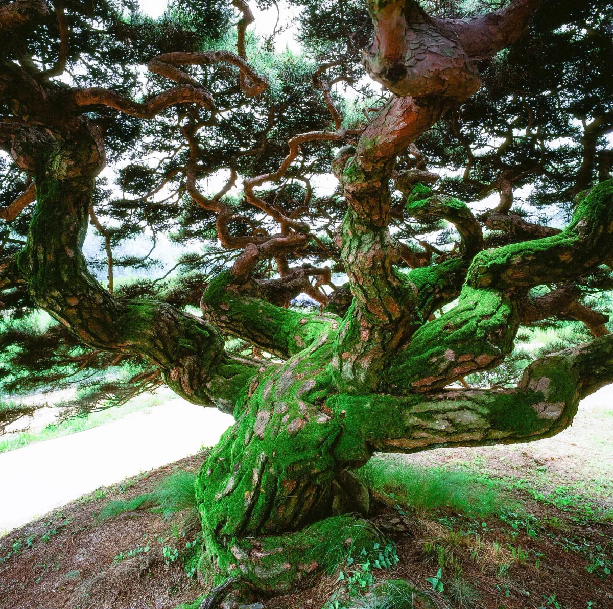 GREEN